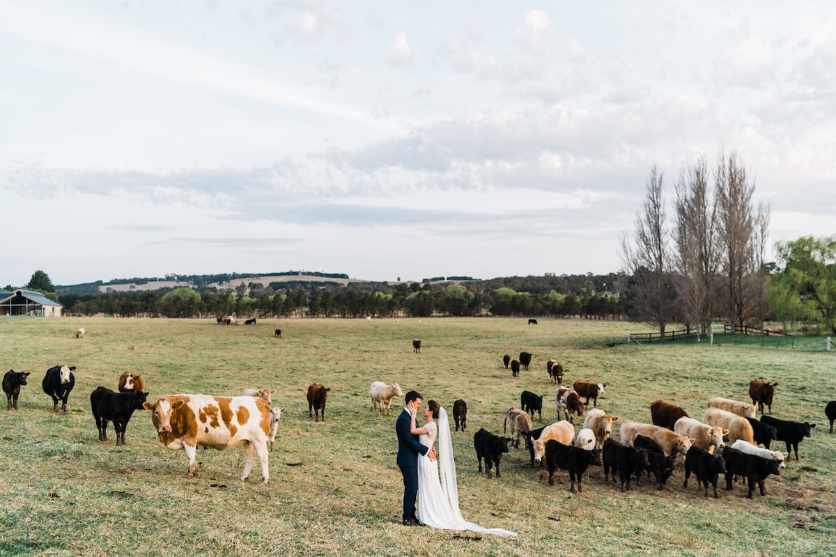 the paddocks of bendooley estate