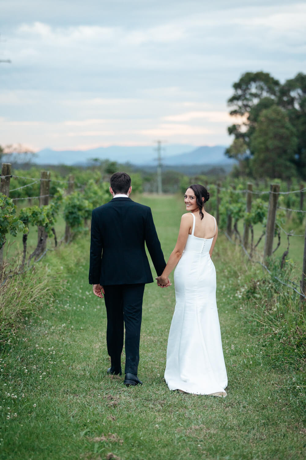Squire's vineyard grape vines